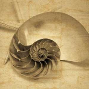 Chambered Nautilus by John Seba 10x10