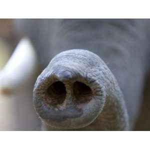  Indian Elephant, (Elephas Maximus), Trunk, Bandhavgarh N.P 