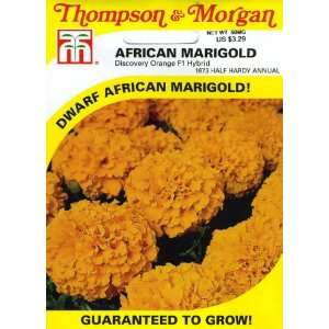  Thompson & Morgan 1673 Marigold Discovery Orange Hybrid (African 