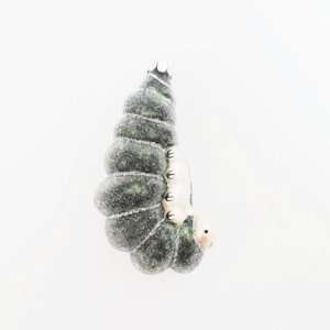   Smith Traditions Midnight Clear Glass Worm Ornament 