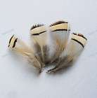 50 Amherst Pheasant Feather Chukar Partridge Loose Feather 2 4 Craft 