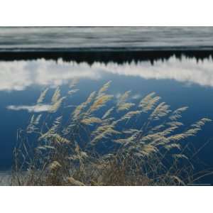  A Clump of Grasses is Framed by Reflections of Sky and 