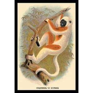  Vintage Art Coquerels Sifaka   15148 x