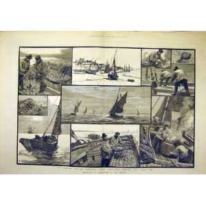  1883 Shrimping Thames River Mouth Fishing Print