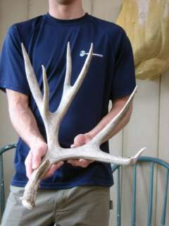 91 MULE DEER SHED antlers taxidermy whitetail rack mount elk 