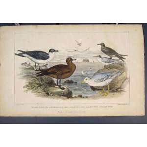    Gull RichardsonS Skua Tern Bird Birds Colour Print
