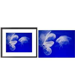  Framed Moon Jellyfish