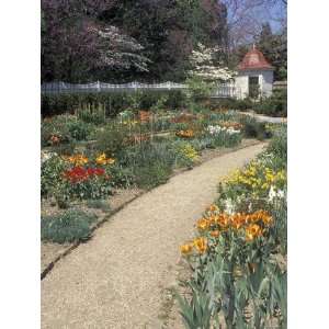 Spring Flower Garden at Mount Vernon, George Washingtons Home in 