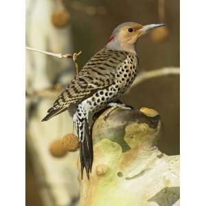  Female Northern or Red Shafted Flicker in a Sycamore Tree 
