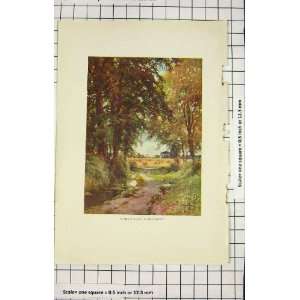  COLOUR PRINT VIEW SHADY LANE DIDCOT TREES NATURE