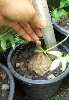 product details product name 1 bulb of adenia heterophylla science