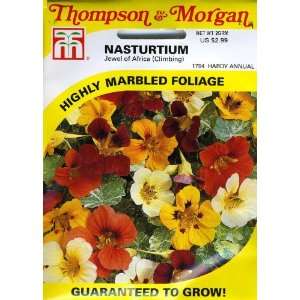  Thompson & Morgan 1794 Nasturtium Jewel of Africa (Climbing 