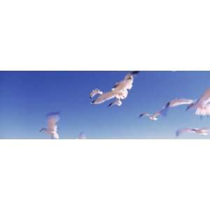  Seagulls Flying Along Route A1A, Atlantic Ocean, Flagler 