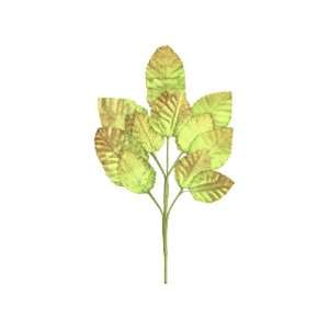 Velvet leaves  shaded tan light green 