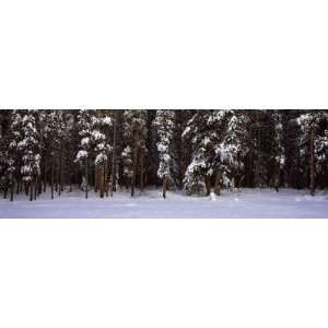Snow Covered Trees in a Forest, Banff National Park, Alberta, Canada 
