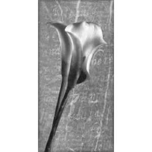  Calla Lilly Sonet III by Andrian Jendrasik 13x27