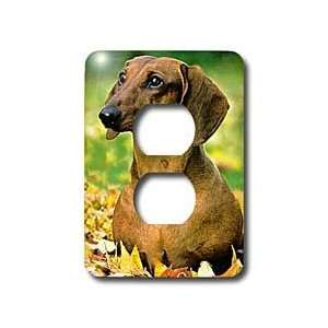  Dogs Dachshund   Smooth Dachshund   Light Switch Covers 