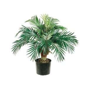  26 Phoenix Palm Plant X15 in Round Pot Green (Pack of 2 