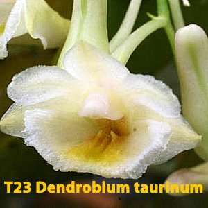   seedling sized Dendrobium species plants Patio, Lawn & Garden