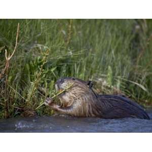  Beaver Feeding in Soda Butte Creek, Yellowstone National 