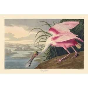    Audubons Fifty Best Birds, Roseate Spoonbill 
