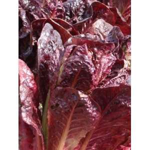  Super Red Romaine Lettuce Seed   By The Pound Patio, Lawn 