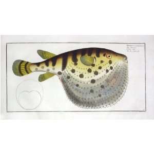  Marcus E Bloch Fish Print   Starry Globe Fish Puffer Fine 