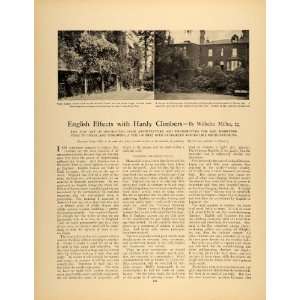  1909 Article English Climbing Roses Walls Ivy Evergreen 