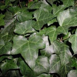  Hedera helix English 3 1/2 inch Pots