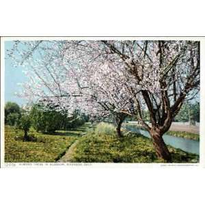  Reprint Riverside CA   Almond Trees in Blossom 1900 1909 