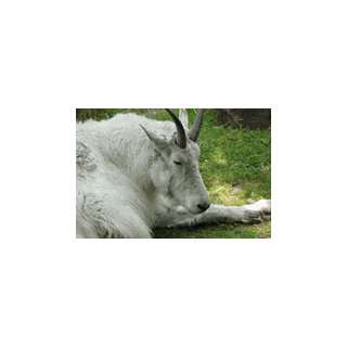 Mammal Reference Cds Mountain Goat 