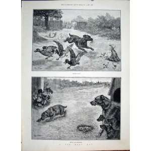  Sad Dog Day Wain Ducks Duckling Puppy Fine Art 1887