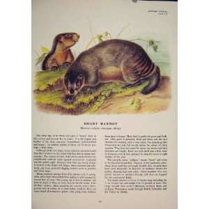  Hoary Marmot Rat Rats Rodent Color Antique Print Art