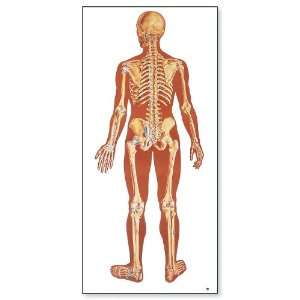 3B Scientific V2002M The Human Skeleton Anatomical Chart with Wooden 