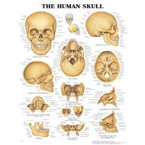 Massage Therapy Supplies Human Skull Laminated Chart