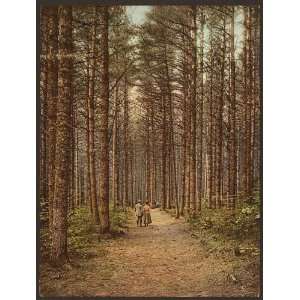   Reprint of Cathedral Woods, Intervale, White Mountains