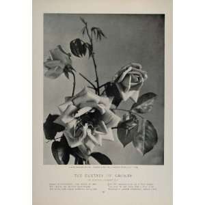   Reve dOr Yellow Noisette Rose O. V. Lange   Original Halftone Print