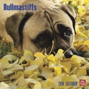  Bullmastiffs 2010 Wall Calendar