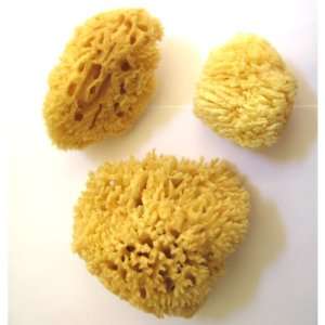  3pc Natural Wool Sea Sponge Set   Luxurious, Traditional 