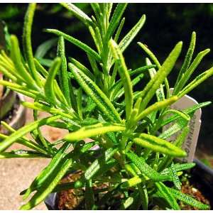  Golden Rain Rosemary Plant   4 pot   Indoors or Out 
