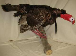 TAXIDERMY LIFE SIZE TURKEY REAL STUFFED ON BRANCH WALL MOUNT 