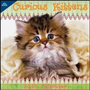  Curious Kittens 2012 Mini Wall Calendar
