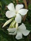 jasmine plant  