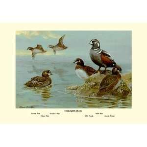   poster printed on 12 x 18 stock. Harlequin Duck