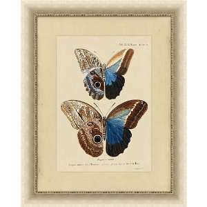 Framed Gicle Print   Exotic Butterfly A 