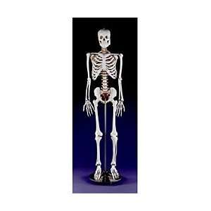Life Size Human Skeleton  Industrial & Scientific