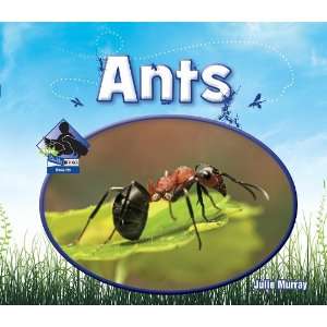 Ants (Big Buddy Books Insects)