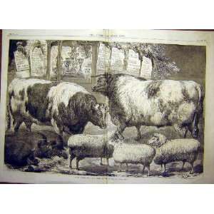 1869 Smithfield Show Cattlepigs Sheep Prize Animals