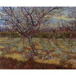   name Apricot Trees in Bloom, By Gogh Vincent van