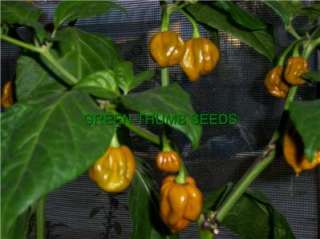 Mustard Habanero, Hot pepper, X X Hot seed (HP0007)  